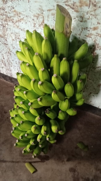 Organic banana